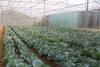 An toàn thực phẩm trong sản xuất  và tiêu thụ rau ở Đông Anh, Hà Nội