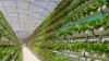 Sản xuất rau xanh an toàn thực phẩm bền vững  cần gắn với mô hình Vietgap điện tử